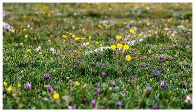 Alpine Ridge Trail wildflowers