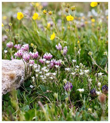 Alpine Ridge Trail wildflowers