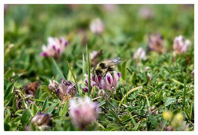 Bee