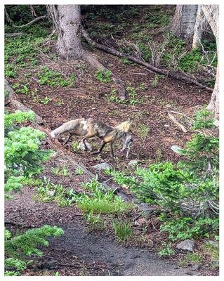 Fox with a rabbit