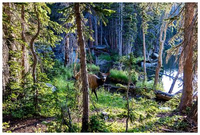 Elk at The Loch
