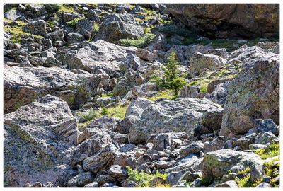 There's a pika out there