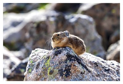 Pika!