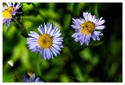 Aspen daisy