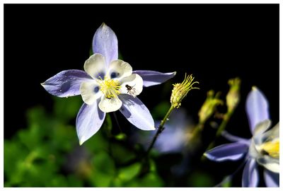 Columbine