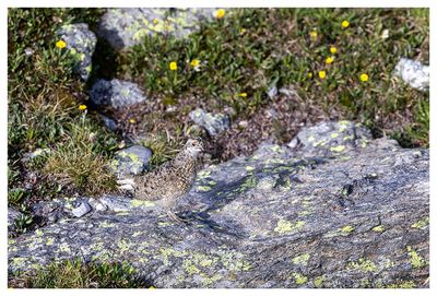 Ptarmigan chick