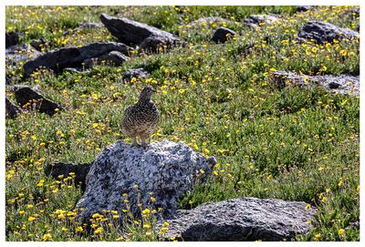 Ptarmigan