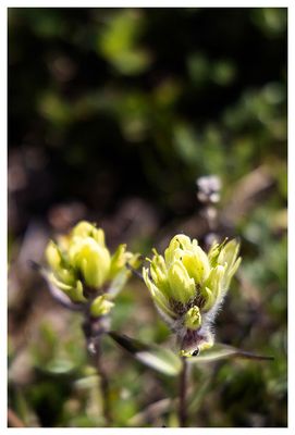 Yellow paintbrush