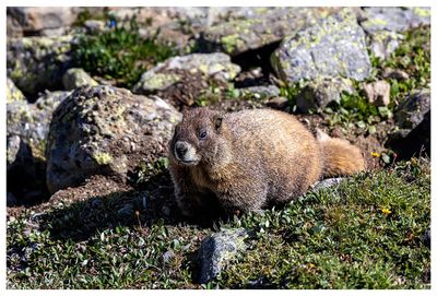 Marmot