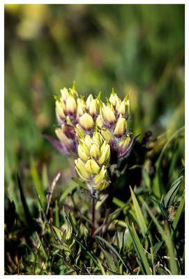 Paintbrush