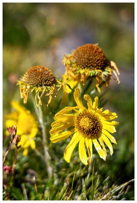 Old of the Mountain (alpine sunflower)