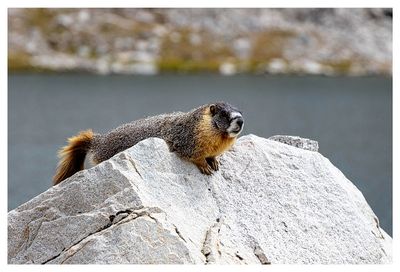 Marmot