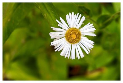 Coulter's fleabane