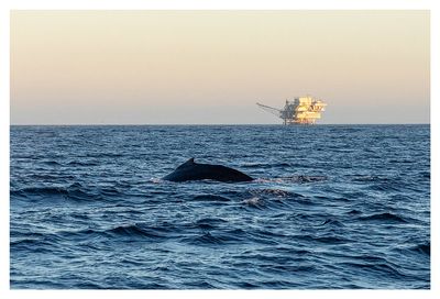 Channel Islands National Park: Santa Rosa