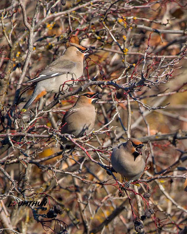 Bohemian Waxwings