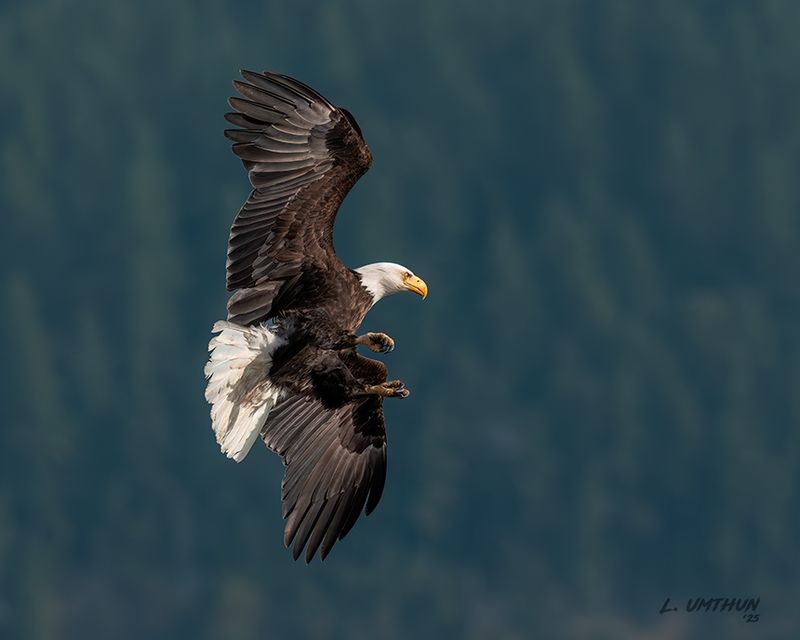 Bald Eagle