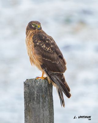 Northern Harrier