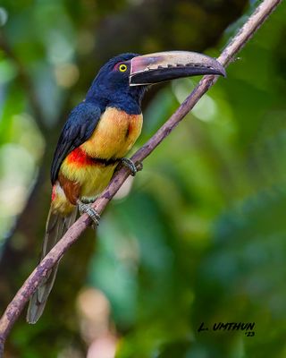 Collard-Aracari Toucan