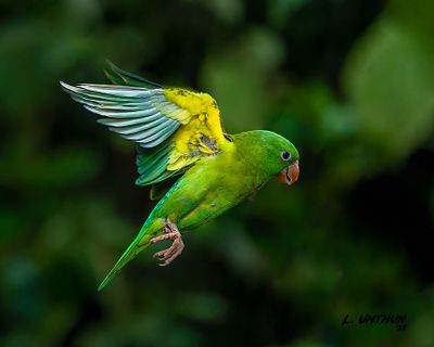 Orange-chinned Parakeet