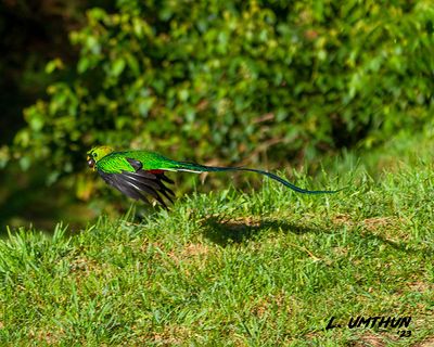 Quetzal