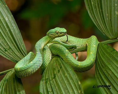 Side Stripe Pit Viper