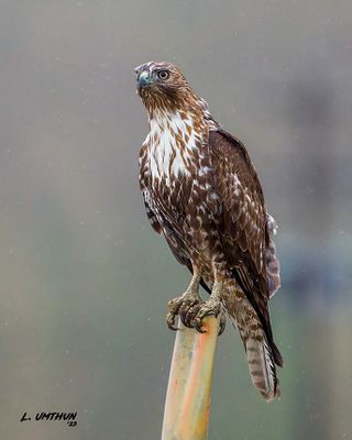 Red-tailed Hawk