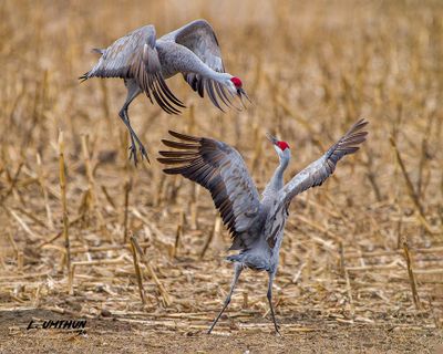 Sandhill Cranes