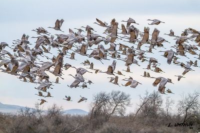 Sandhill Cranes