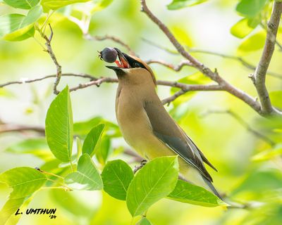 Cedar Waxwing
