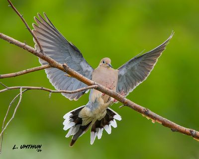 Mourning Dove