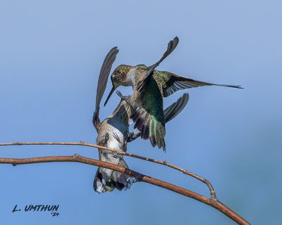 Black-chinned Hummingbirds