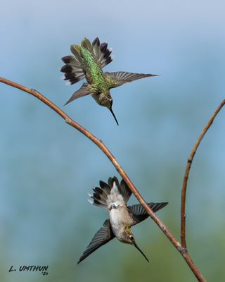 Black-chinned Hummingbirds