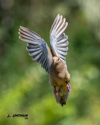 Mourning Dove