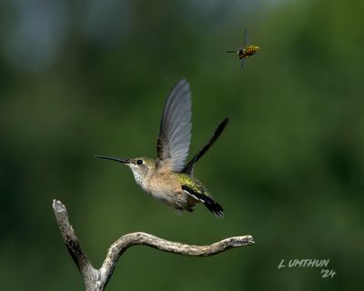 Rufous Hummingbird