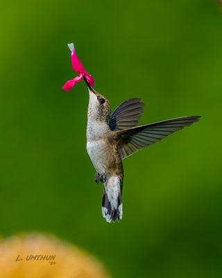 Black-chinned Hummingbird