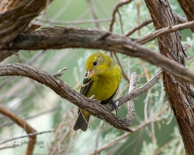 Western Tanager