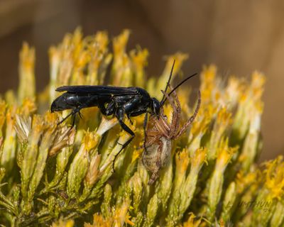 Wasp w/Ord-Weaver Spider
