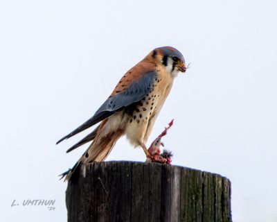 American Kestrel