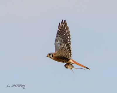 American Kestrel