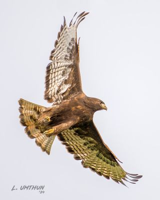 Red-tailed Hawk