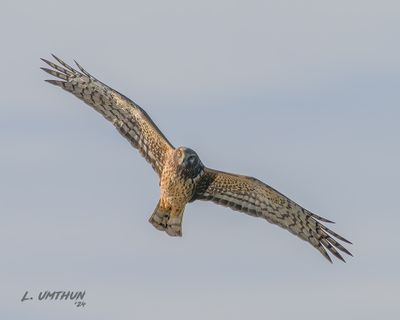 Northern Harrier
