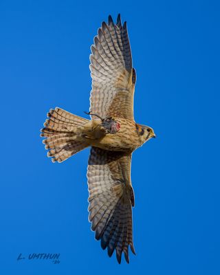 American Kestrel