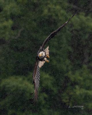 Bald Eagle