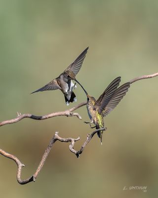 Black-chinned Hummingbirds