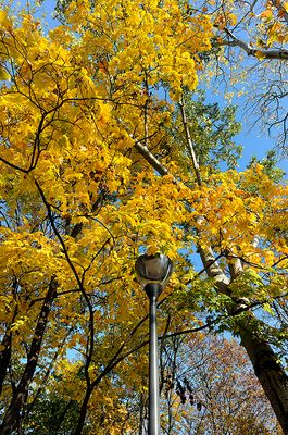 Lantern Hidden In Golden Leaves