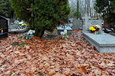 Leaves On Old Graves