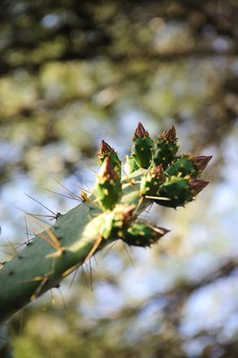 The Opuntia Cactus
