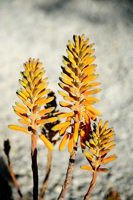 Aloe Flowers