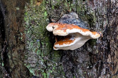 Laughing Fungus