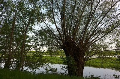 Bug River Landscape 